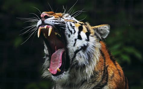 Wallpaper Animals Nature Tiger Wildlife Big Cats Whiskers Wild