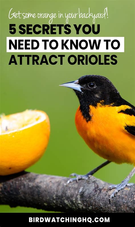 What you aim for is attracting a powerful executive sponsor that serves you and your erg in several ways Attract Orioles With These 5 SIMPLE Strategies (2020 ...