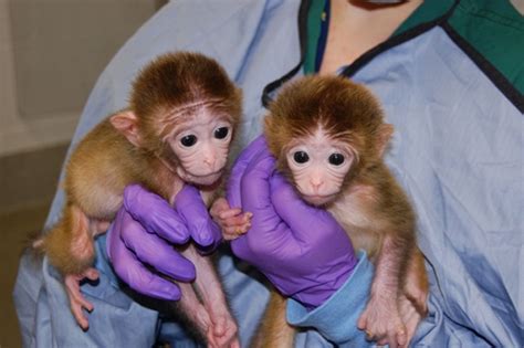 Worlds First Mixed Embryo Rhesus Monkeys Born In Us • The Register