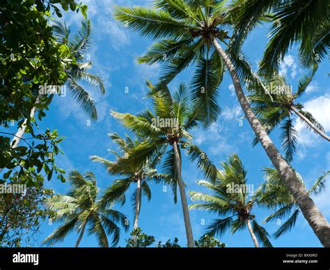 Tropical Beach Blue Sky And Palm Trees Dominican Republic Stock Photo