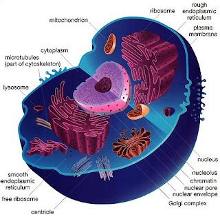 Animal cells from the basic structural units of all tissues and organs of the body. Cell membrane animal cell ~ Geoweek's