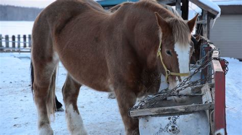 draft horse hokkaido japan  winter youtube