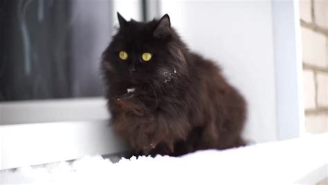 Beautiful Black Cat In The Stock Footage Video 100