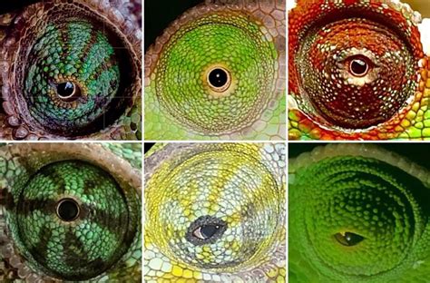 Why Do Chameleons Retract And Protrude Their Eyes