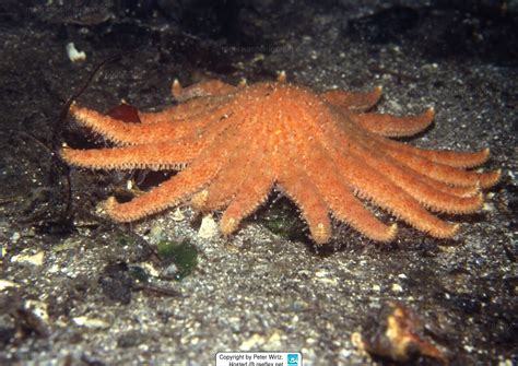 Pycnopodia Helianthoides Sunflower Sea Star