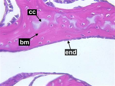 Histology Review Histology And Embryology For Dental Hygiene