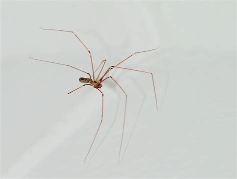 Fascinating Facts About Daddy Long Legs Thatll Make Your Skin Crawl