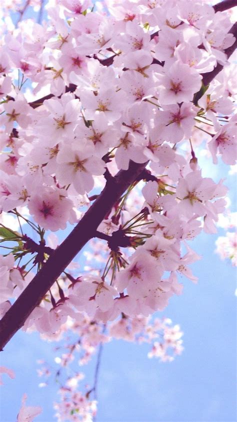 Aesthetic Cherry Blossoms Wallpapers Top Free Aesthetic Cherry