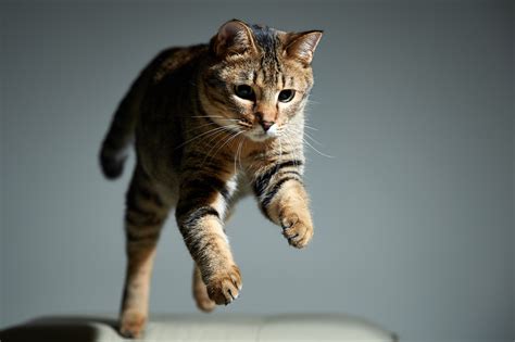2048x1282 Cat Animals Jumping Wallpaper Coolwallpapersme