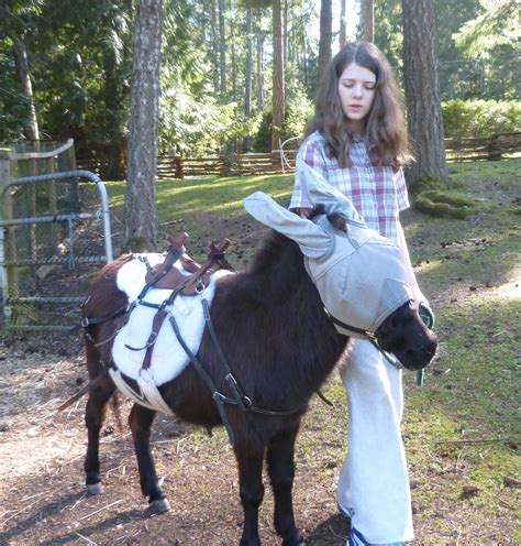 A Donkey Diary Pack Saddle