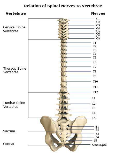 Spine diagram chart wiring diagrams. vertabrae of the spine | ... foot in part of the pelvis relation of spinal nerves to vertebrae ...