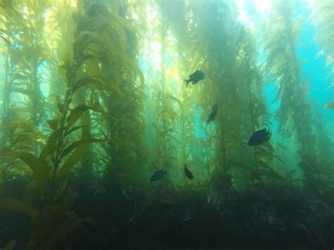 Giant Kelp Losing Nitrogen In Warming Waters The Santa Barbara