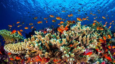 Underwater Heatwave Destroys Vast Swathes Of Barrier Reefs Coral
