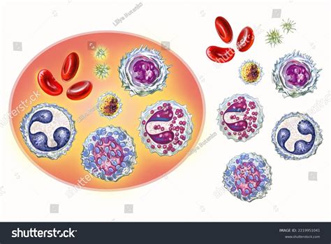 Blood Cells Erythrocytes Leukocytes Platelets Monocytes Stock