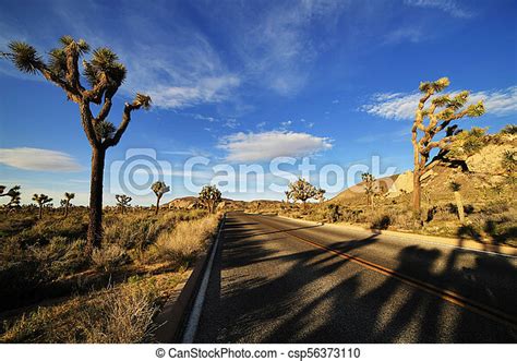 Desert Road With Joshua Trees In The Joshua Tree National Park Usa