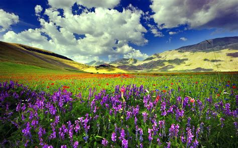 Meadow With Purple Flowers And Red Poppies And Green Grass Mountainous