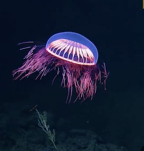 Jellyfish Bob And Sheri