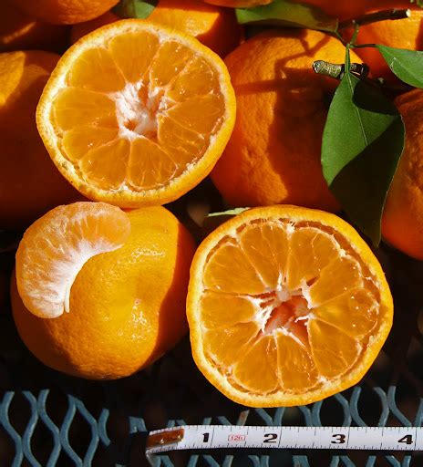 Satsuma 'Orange Frost' | Central Texas Gardener
