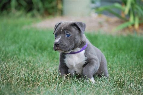 Blue Nose Pitbull Female Puppy