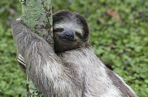 Sloths Arent Lazy Their Slowness Is A Survival Skill
