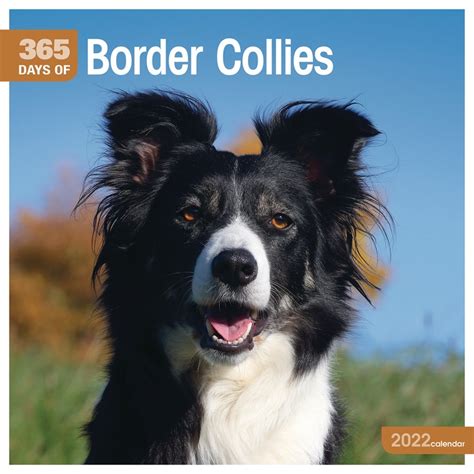 365 Days Of Border Collies Wall Calendar 2022