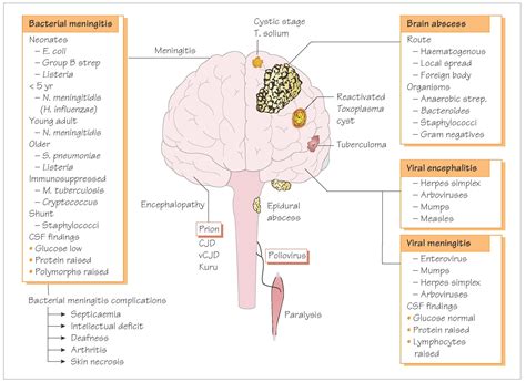 Infections Of The Central Nervous System Systemic Infection