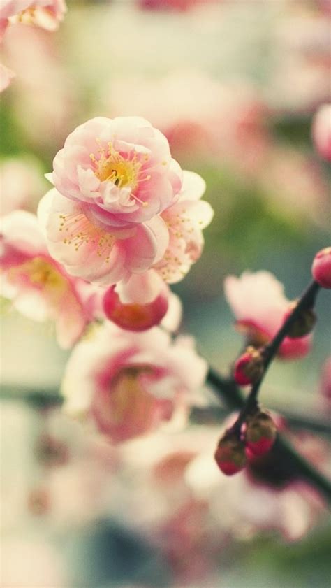 Pink Tree Flower Iphone Wallpapers Free Download