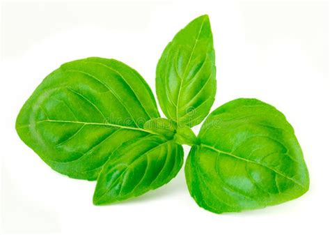 Basil Leaf Isolated On White Background Fresh Green Basil Herb Stock