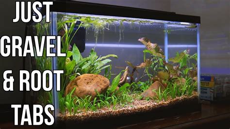 Easy Planted 10 Gallon Betta Tank Is Complete Youtube