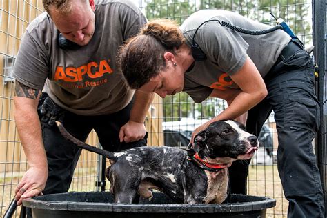 Anatomy Of A Cruelty Raid Animal Rescue Aspca