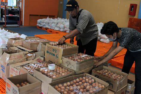 Telur infertil menjadi biang kerok anjloknya harga telur fertil (ayam petelur) di pasaran. Hadapi Covid-19, Konsumsi Telur Perkuat Imun Tubuh