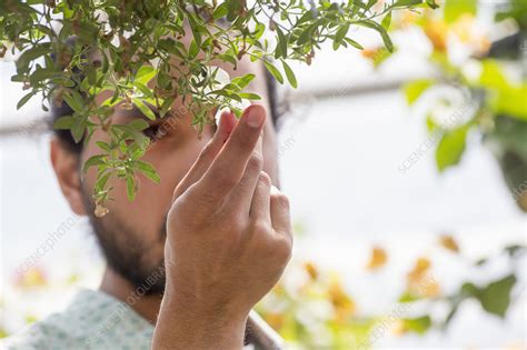 A Man Looking Closely At Plants Stock Image F0128454 Science