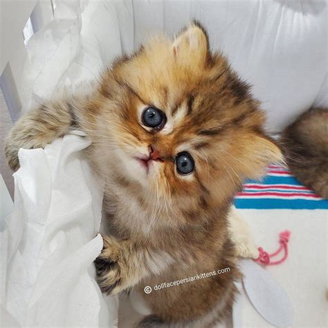 Please note that our teacup persian kittens are very much in demand, and we can only hold a kitten for you once a deposit has been paid. Loki - Shaded Golden Persian Kitten | Teacup persian ...