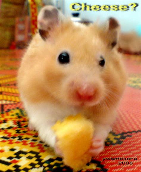 Cute Hamster By Ywsmokona On Deviantart