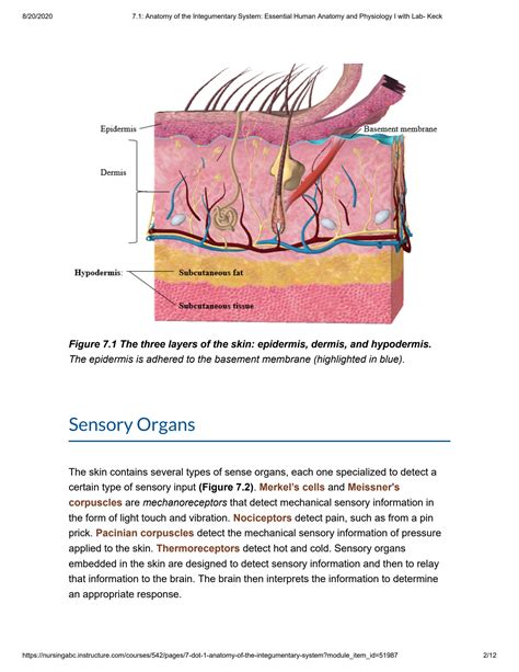 Solution 7 1 Anatomy Of The Integumentary System Essential Human