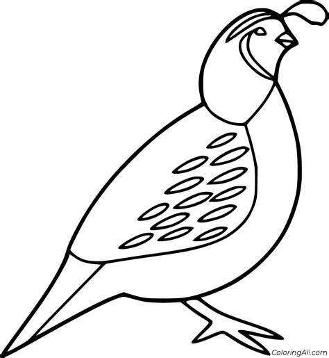 Quail Coloring Pages For Kids Sketch Coloring Page