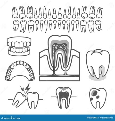 Human Tooth Anatomy Vector 69842882