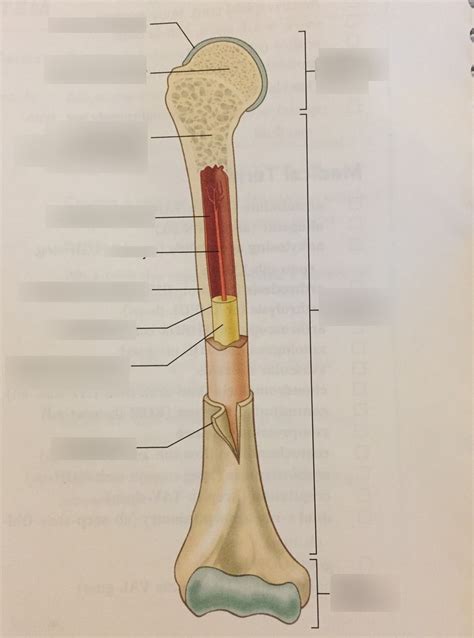 Anatomic Features Of A Typical Long Bone Diagram Quizlet