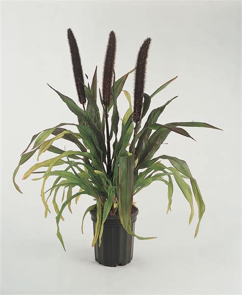 Cut back warm season grasses in fall or by mid to late spring. Millet, Purple Baron, Ball Horticultural Co. | Annual ...