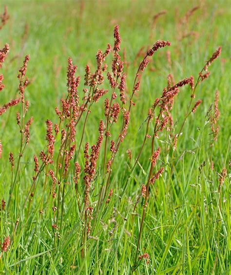 Rumex Acetosa TÚnsÚra Common Sorrel A Photo On Flickriver