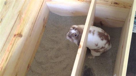 Bunny Digging Sand Youtube