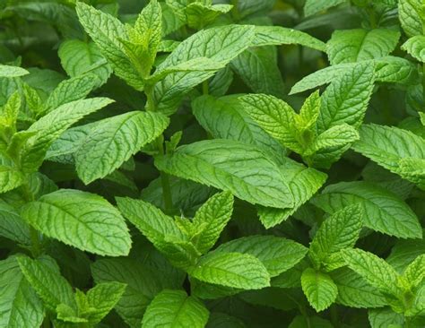 I often use peppermint in savory summer dishes like grain or bean salads. Peppermint vs Spearmint: What's the Difference?