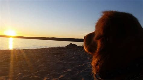 Maybe you would like to learn more about one of these? Pet Friendly Vacation Rentals in Northern Michigan | Pet ...