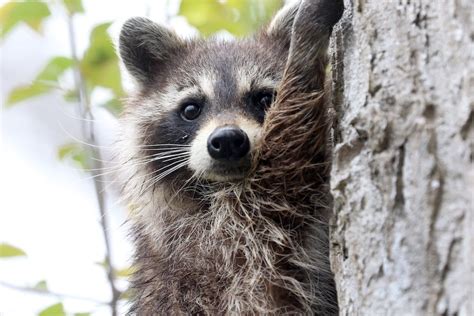 If your problem is not too severe yet, they may also be able to give you an estimate before getting started. What to Do If You Find Raccoon Baby? - Pestcontrolkitchener.ca