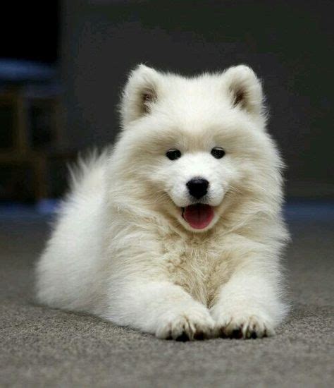 58 Samoyed Mixed Ideas Samoyed Dogs Puppies