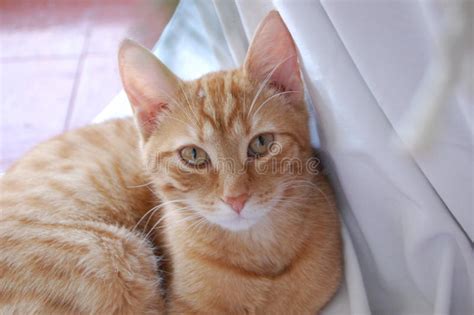 Orange Tabby Cat Stock Photos Download 19796 Royalty