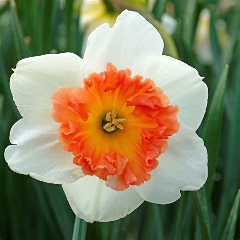 Narcissus Precocious Easy To Grow Bulbs