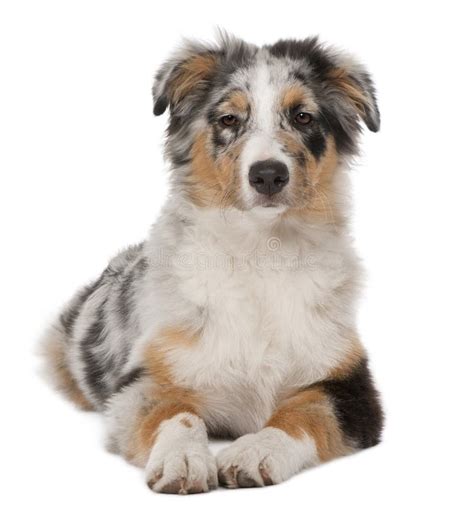 Australian Shepherd Puppy 5 Months Old Stock Photo Image Of