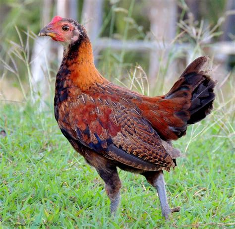 Red Jungle Fowl Chicken By Eyeluvroses On Deviantart