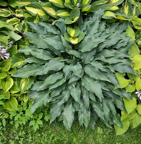 Hosta Twilight Time Seeds Duluth Hosta Co Buy Hosta Seeds Online